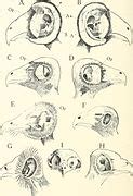 Category:Strigiformes anatomy - Wikimedia Commons