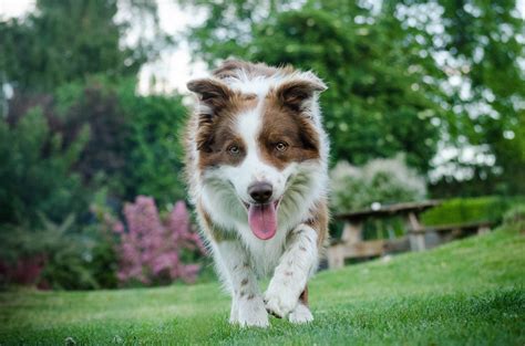 Border Collie Wszystko O Psie Zdj Cie Opis Rasy Charakter Cena