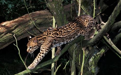 Ocelote dónde vive de qué se alimenta y la importancia de este animal