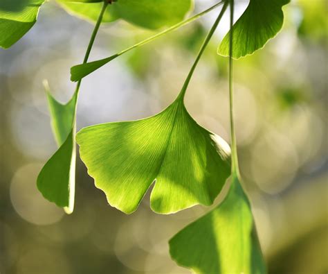 How To Grow A Ginkgo Tree Expert Advice From A Gardener Homes And Gardens