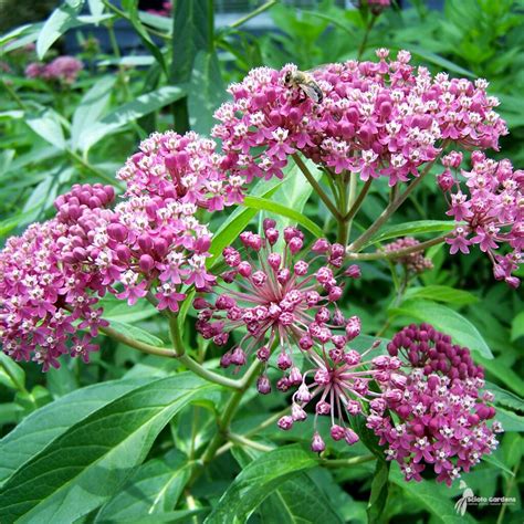 Asclepias Incarnata 2 Swamp Milkweed Scioto Gardens Nursery