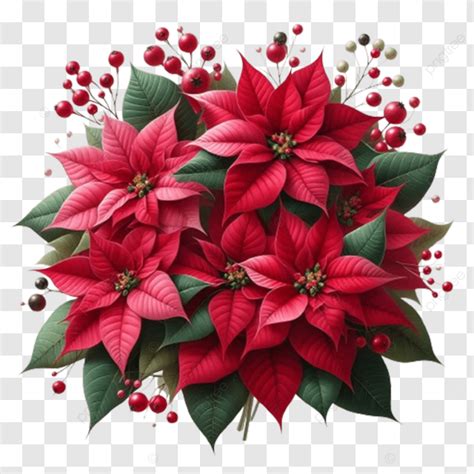 Christmas Plant Red Poinsettia Flower Isolated On White Transparent