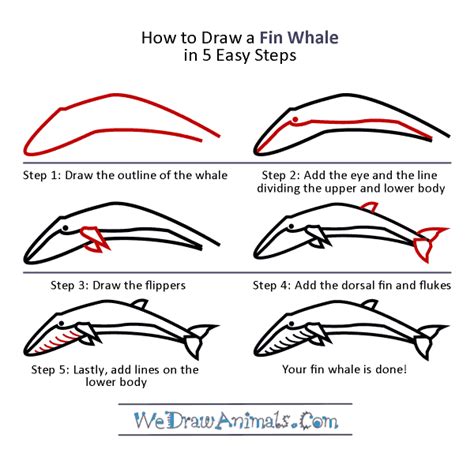 How to Draw a Fin Whale