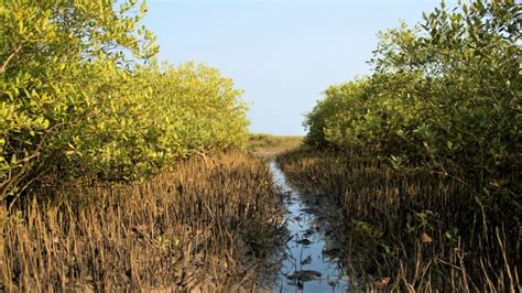 Our Approach Wetlands International South Asia