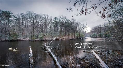 Winter Swans High-Res Stock Photo - Getty Images