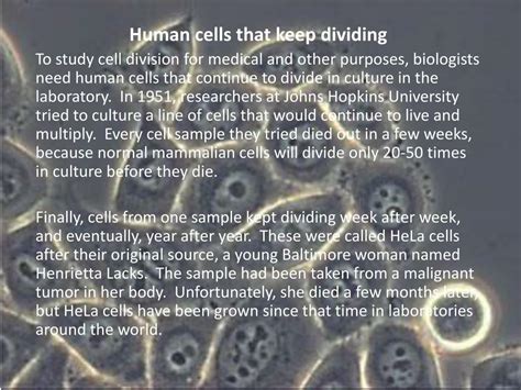 human cells   dividing powerpoint