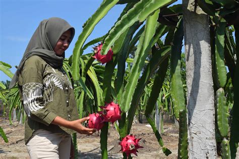 Kebun Buah Naga Newstempo