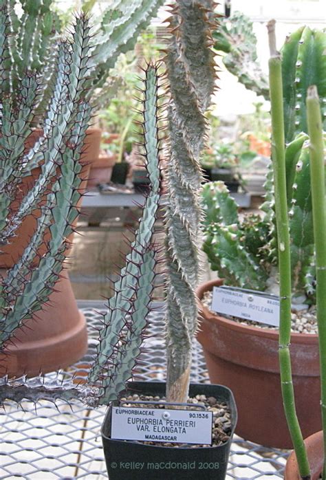 Plantfiles Pictures Euphorbia Species Euphorbia Perrieri Var