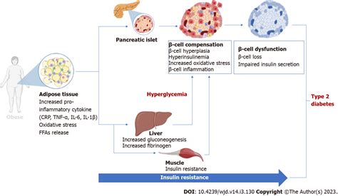 Pancreatic β Cell Dysfunction In Type 2 Diabetes Implications Of