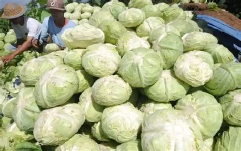 Daftar Harga Sayur Di Pasar Induk Pare Kediri 2024 Dapurawit Id