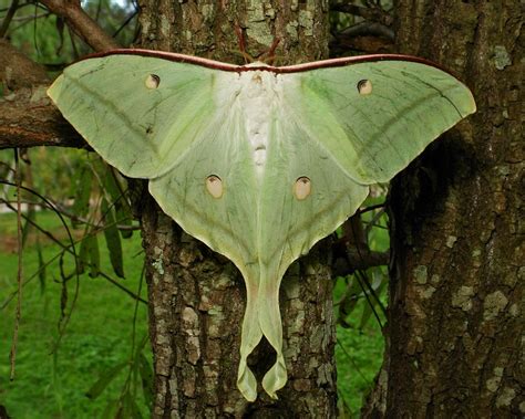 Female Indian Moon Moth Actias Selene Saturniidae Moon Moth Moth