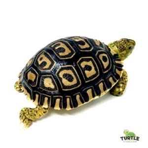 Leopard tortoise size | How to care for baby leopard tortoises size