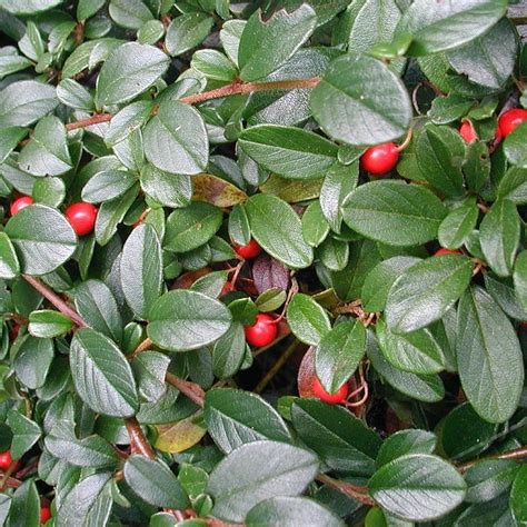 Кизильник: виды, посадка, уход и размножение, фото, видео