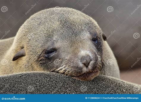 Bebe Sea Lion Sleeping South Africa Namibia Beach Sea Stock Photo ...