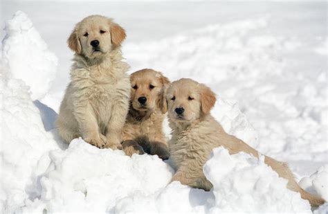 Puppies in Snow - Teh Cute