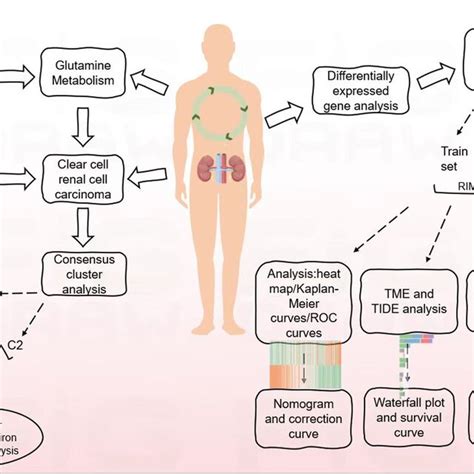 Construction Of Glutamine Metabolism Related Clusters A Venn Diagrams Download Scientific