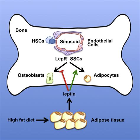 Leptin Receptor Promotes Adipogenesis And Reduces Osteogenesis By