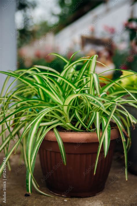 Spider Plant Or Chlorophytum Bichetii Karrer Baker In A Brown Pot A