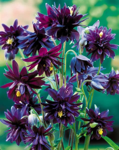 Aquilegia Black Barlow 6 Planten Wilde Akelei Vulgaris Vaste