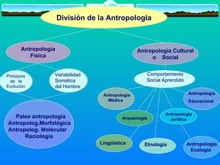 Cite E Explique As Divisões Da Antropologia - la naturaleza de la antropologia | PPT