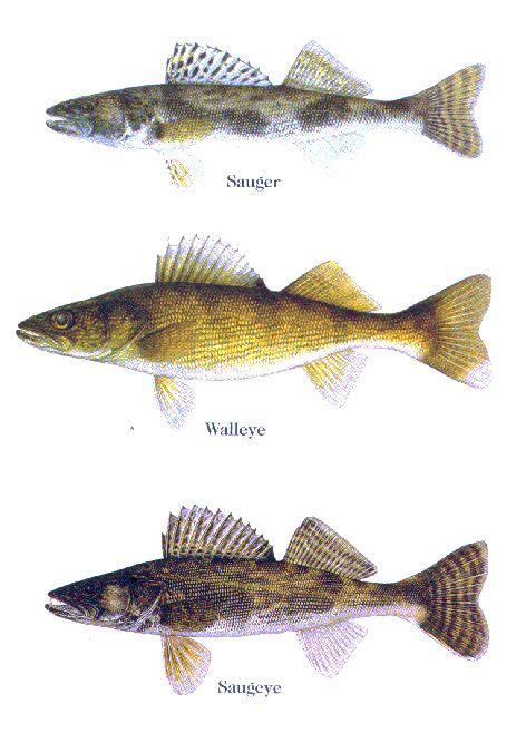 Pin By Todd Konitzer On Walleye Fish Crappie Fishing Tips Walleye