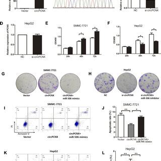 The Expressions Of Circpcnx And Pcnx Are Upregulated In Hcc Tumor