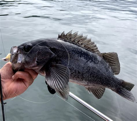 Black Rockfish – A Favorite Catch Coastwide