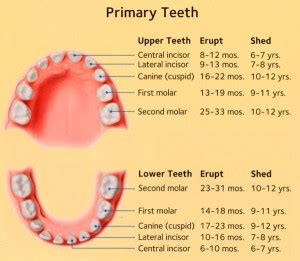 Dental Eruption Schedule | Brookhaven Children's Dentistry