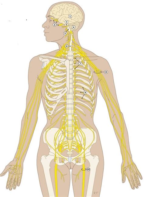 Zenuwstelsel Diagram Quizlet