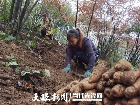 仁怀市长岗镇：天麻采收正当时 林下“生金”促增收种植太阳村发展