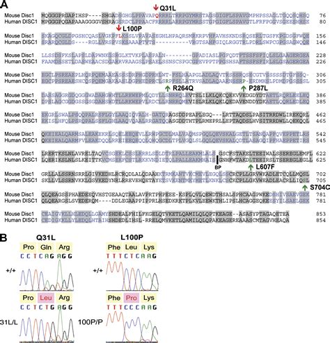 Behavioral Phenotypes Of Disc1 Missense Mutations In Mice Neuron