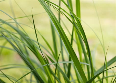 Cortaderia Selloana Pumila Zwerg Pampasgras G Rtnerei Schliebener