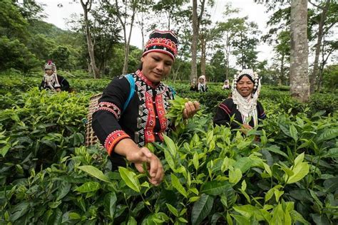 Guided Araksa Tea Plantation Tour Near Chiang Mai Tickets Triphobo