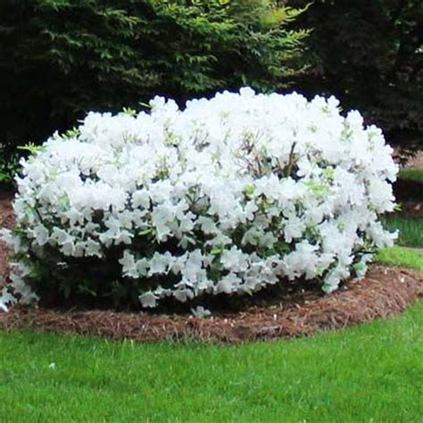 Top 10 White Flowering Shrubs Ideas And Inspiration