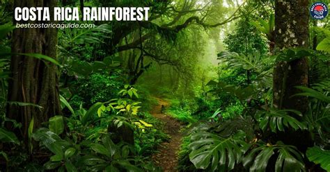 Costa Rica Rainforest – Best Costa Rica Guide, Info, Travel, Living