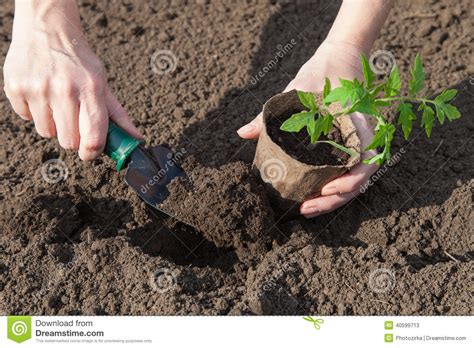 Establecimiento De Los Tomates En El Suelo Imagen De Archivo Imagen