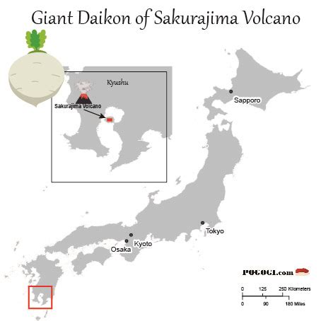 Giant Daikon Of Sakurajima Volcano | POGOGI Japanese Food