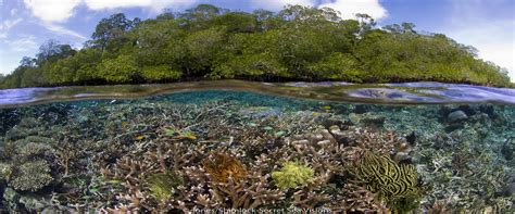 mangroves protect coral reefs