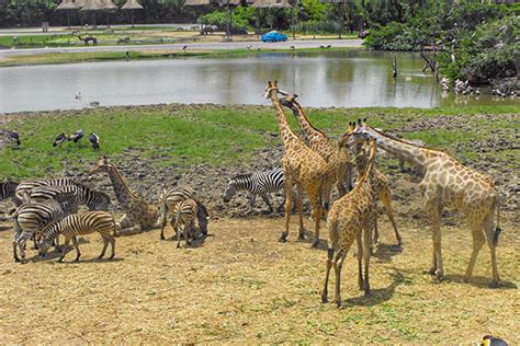 Introduction of Safari World Zoo and Park 🦚🦒| GuideTourism