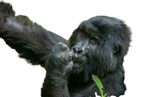 Eating Mountain Gorilla Ape Jungle Mammal Apes Trip Monkey Png