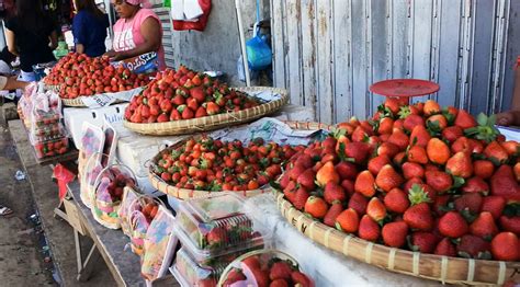 Stupefying Trips: Baguio: Strawberry Picking at La Trinidad Benguet