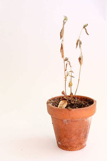 Dead Plant Pot Stock Photos Pictures And Royalty Free Images Istock