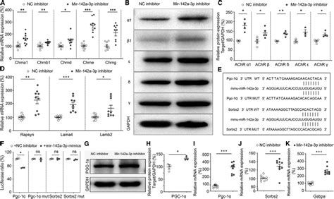 Mir A P Inhibitor Promotes Achr Gene Transcription A The Relative