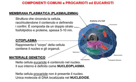 Cellula Procariotica E Eucariotica