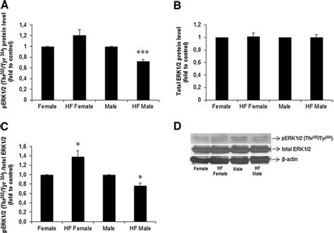 Phosphorylation Of Erk Thr And Tyr In Livers Of Hf Female