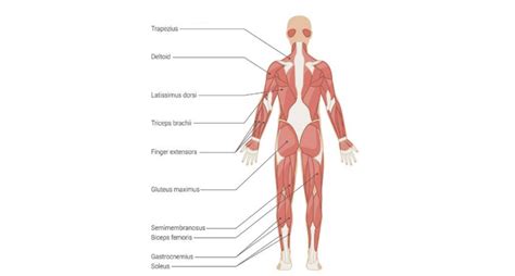 effective  strengthening exercises  manual handling