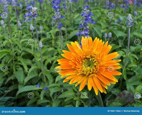 Yellow Gerbera Flower Stock Photo Image Of Park Gerbera 90011866