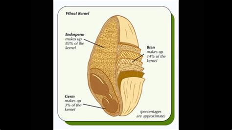 Wheat Kernel Diagram