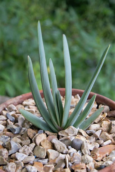 Fan Aloe Kumara Plicatilis By Science Photo Library