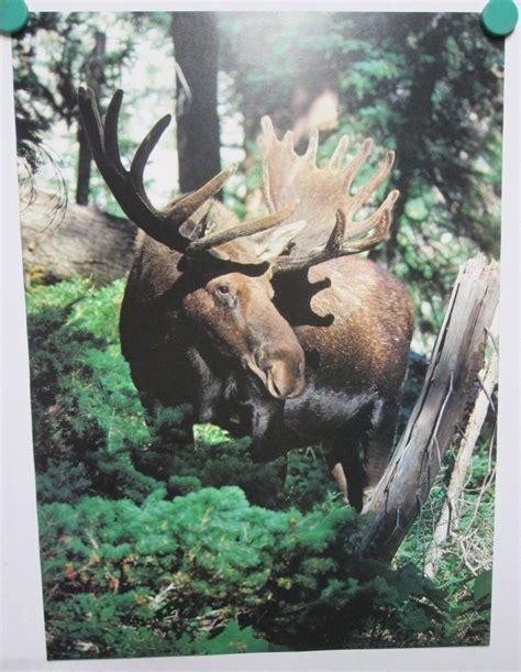 Vintage Wildlife Poster Lithographs 22x16 Bull Moose Forest 1978 ...